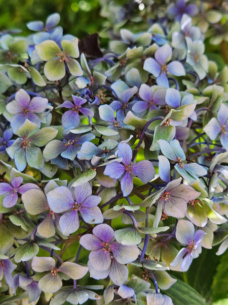 Hydrangea Inspired Stretchy Bracelet Trio