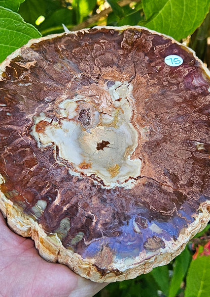 Petrified Wood Slab
