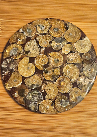 Ammonite Fossil "Plate"