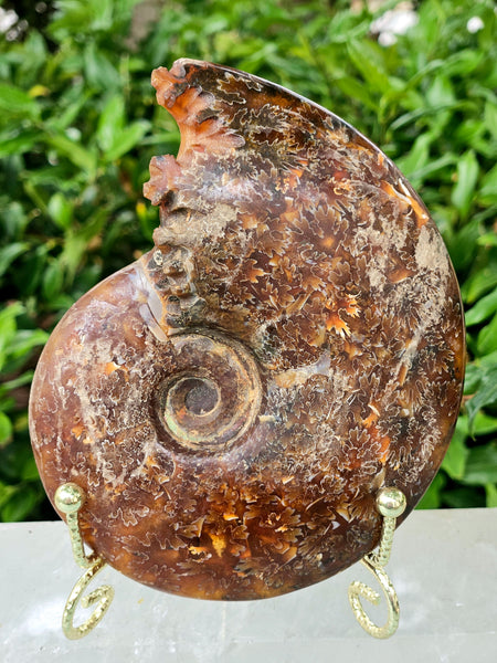Ammonite Fossil