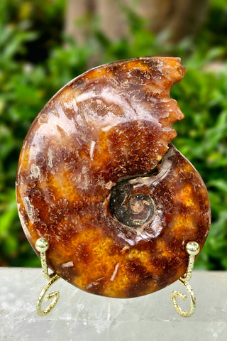 Ammonite Fossil