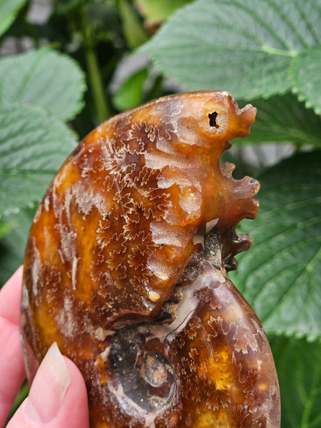 Ammonite Fossil
