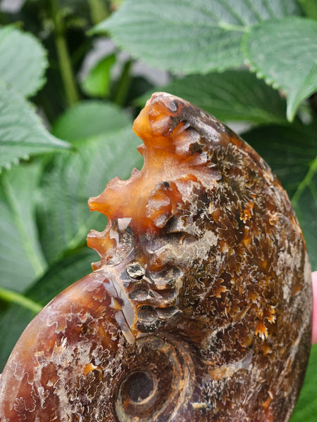 Ammonite Fossil