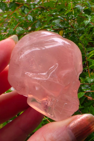 Star Rose Quartz Skull - One of a Kind
