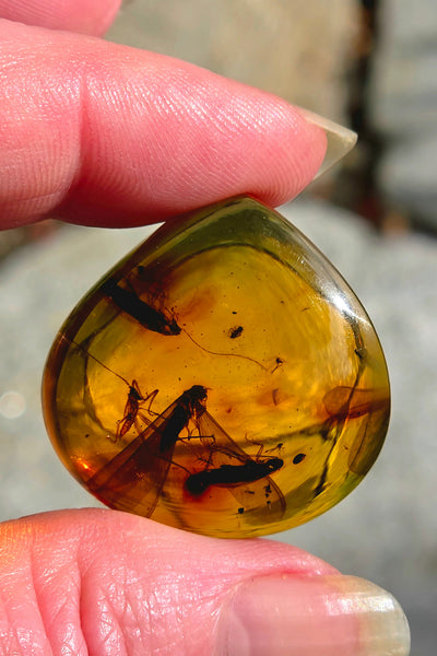 One of a Kind Colombian Amber with Insect Inclusions