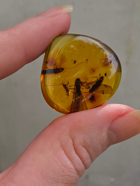 One of a Kind Colombian Amber with Insect Inclusions