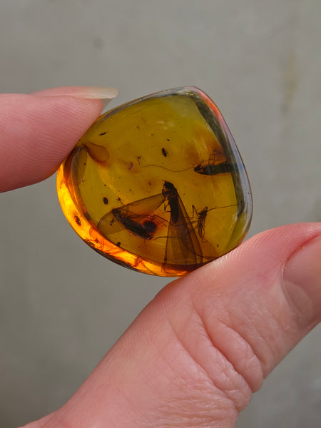 One of a Kind Colombian Amber with Insect Inclusions