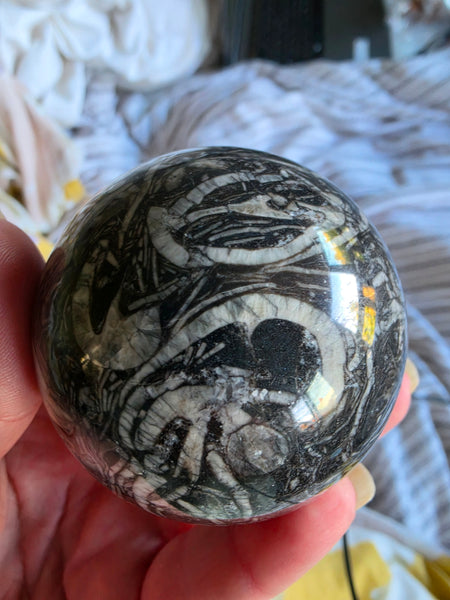 Orthoceras Fossil Sphere — One of a Kind