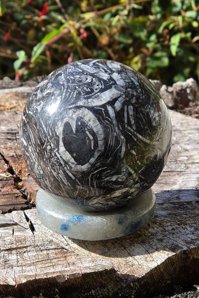 Orthoceras Fossil Sphere — One of a Kind