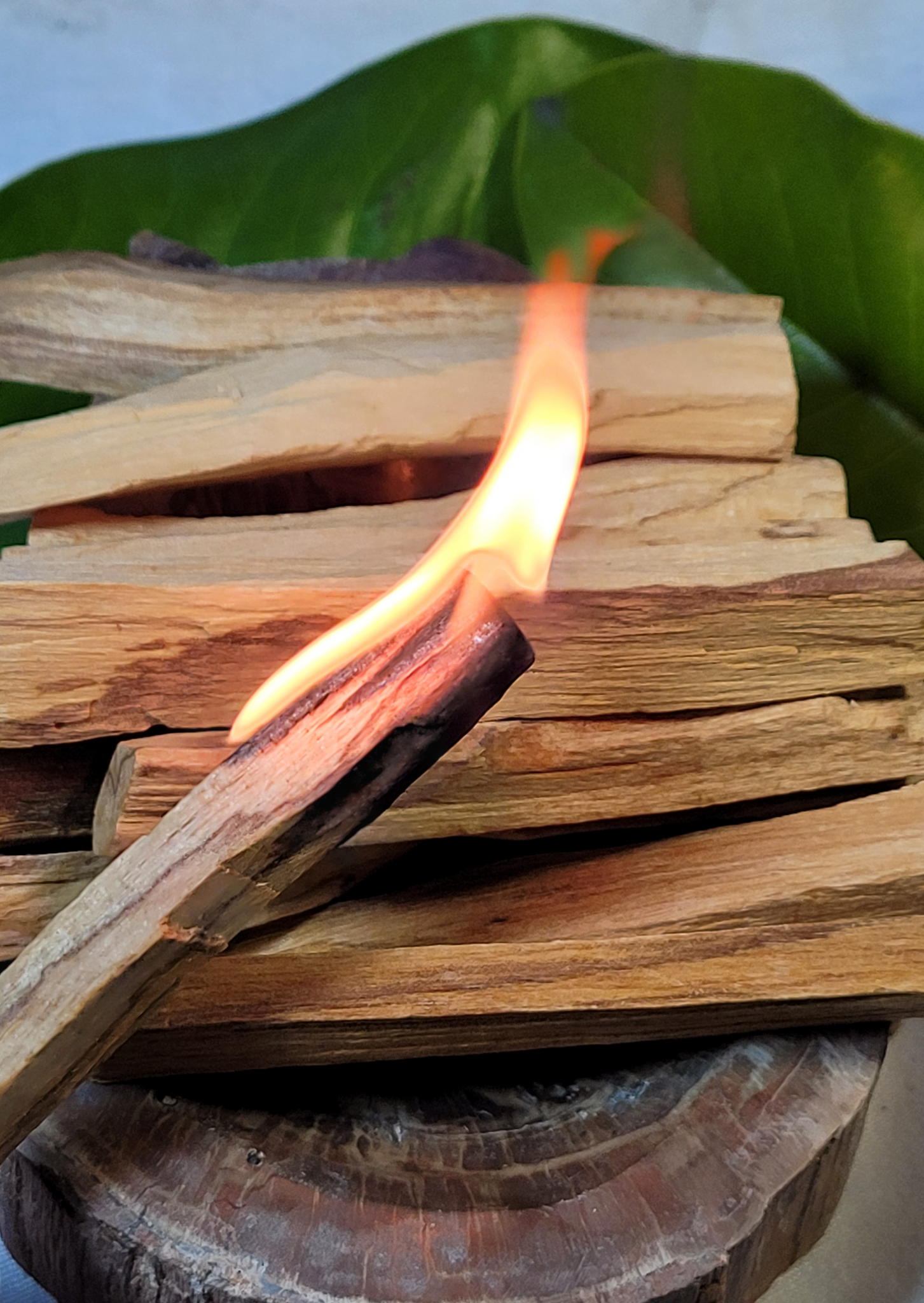 Palo Santo Sacred Wood / Incense
